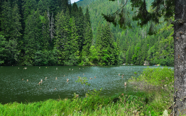 Lacul Rosu - le lac rouge. Un lac de montagne avec des troncs d'arbres verticaux qui sortent de l'éclat de l'eau. Ceahlau, Carpathie, Roumanie - Photo, image