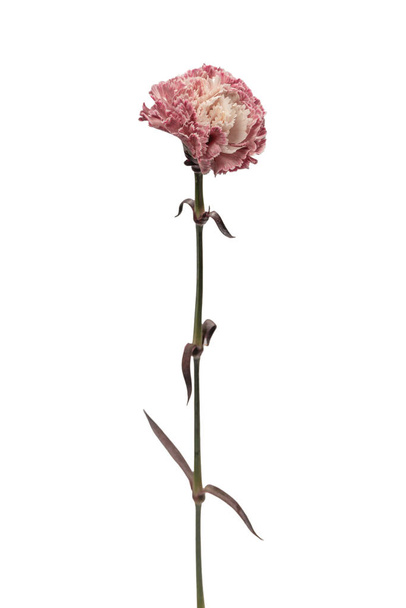 Pembe güzel karanfil çiçeği beyaz bir arkaplanda izole edilmiş..  - Fotoğraf, Görsel