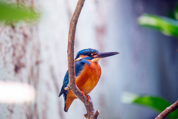 Olśniewające Common Kingfisher, żywy klejnot wzdłuż dróg wodnych na całym świecie, słynie z szybkich nurkowań i opalizujące upierzenie. - Zdjęcie, obraz