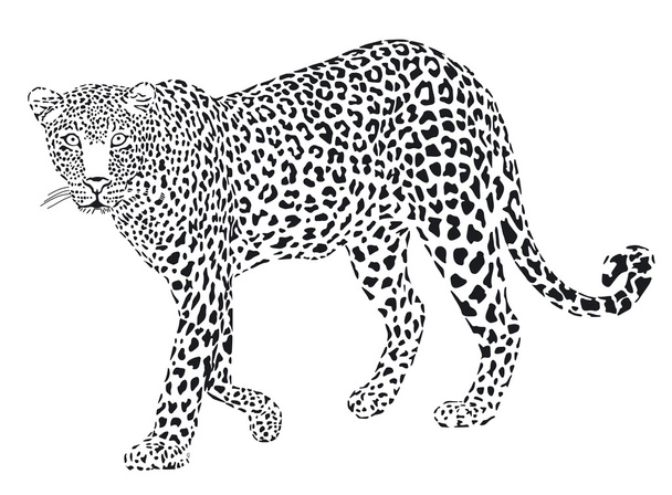 Leopart black on a white background - Vector, Image