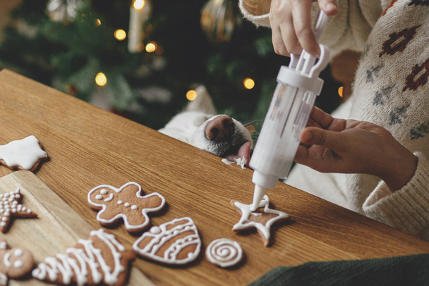 Elleri zencefilli kurabiyeleri kremayla süslemek ve arkaplandaki şeker ezmesini tatmaya ve yalamaya yardım eden tatlı köpeklerle Noel altın ışıklarıyla. Atmosferik Noel tatili, evcil hayvan ve aile zamanı - Fotoğraf, Görsel