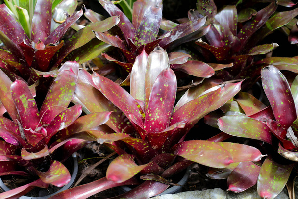 Bromeliad in the garden. Colorful plant leaves - Photo, Image