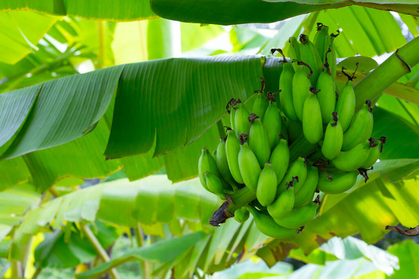 Junge grüne Bananenfrucht auf Bananenbaum - Foto, Bild