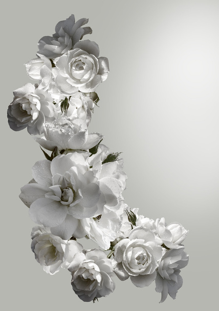 Красива вертикальна рамка з букетом білих троянд з краплями дощу. Чорно-біле тонування зображення
 - Фото, зображення