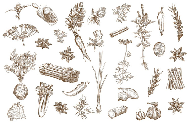 Herb and spices set - Vector, Image