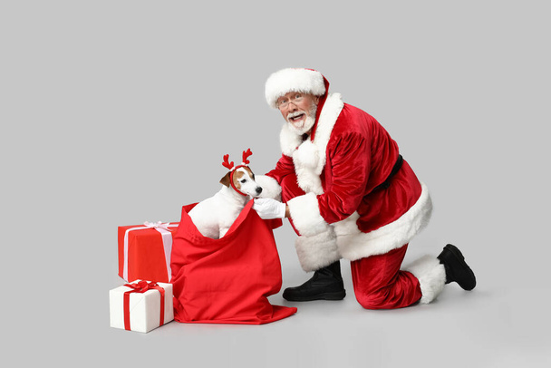 Santa Claus with cute Jack Russell Terrier dog in reindeer horns and bag on grey background - Photo, Image