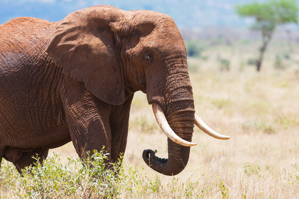 Elefant - Foto, Bild