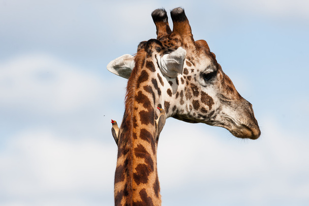 giraffe - Zdjęcie, obraz