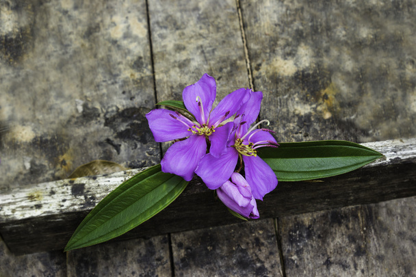 flor de melastoma malabar
  - Foto, Imagem