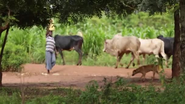 Afrikkalainen nainen kantaa vettä päässään läpi kylän lehmät taustalla
 - Materiaali, video