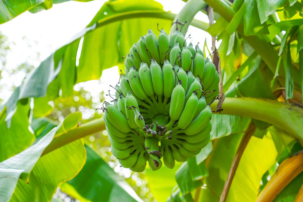 Reife grüne Bananen hängen in Trauben auf Bananenplantagen. Bananenanbau im industriellen Maßstab für den weltweiten Export - Foto, Bild