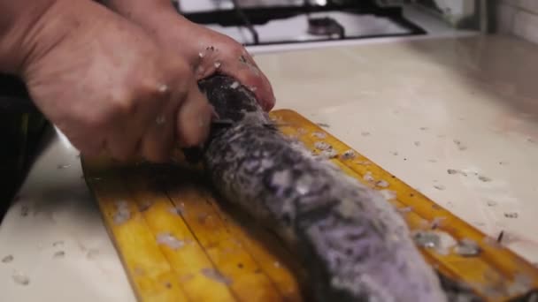mujer la eliminación de la escama de pescado luce con cuchillo pequeño en tablero de madera en la cocina. - Metraje, vídeo