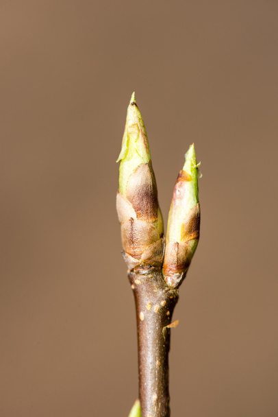 Twig with spring buds on dark background - Photo, Image