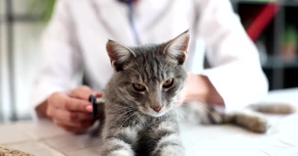 Doctor veterinarian listening to gray kitten with stethoscope 4k movie slow motion. Pet medical care concept - Felvétel, videó
