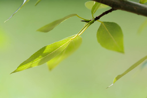 Természetes homályos háttér zöld levelek tavasszal - Fotó, kép