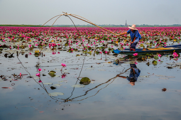 Fishing In Lotus Swamp - Photo, Image