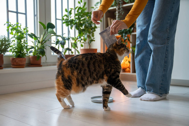 Purring furry lovely hungry domestic cat walking around pet owner legs, waiting for treat, tasty liquid feed in pouch. Feading time. Love, friendship, tenderness between pet lover and domestic cat - Photo, Image