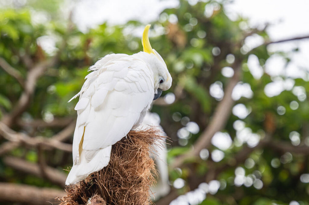 λευκό παπαγάλο στο πάρκο - Φωτογραφία, εικόνα