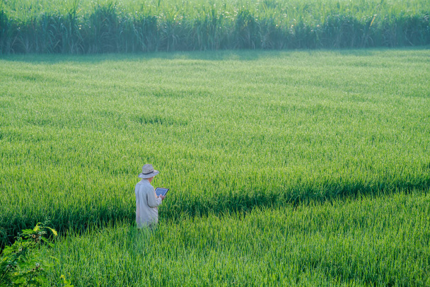urospuolinen viljelijä, jolla on kädessään tabletti Seisomassa riisipelloilla etsimässä tietoja riisintuotannosta, riisikorvat riisipellolla Thaimaassa. - Valokuva, kuva