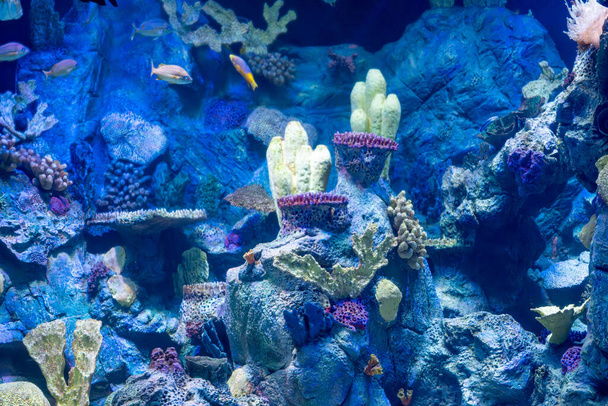 красивая рыба в аквариуме - Фото, изображение