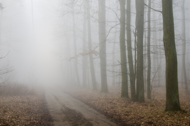 Erdei úton a köd  - Fotó, kép