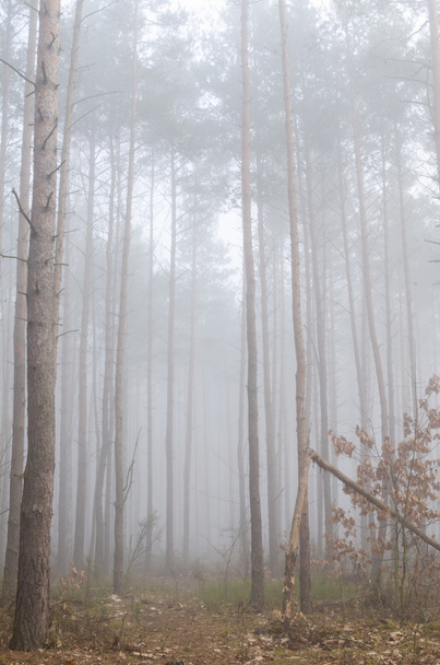 Деревья в туманное утро
  - Фото, изображение