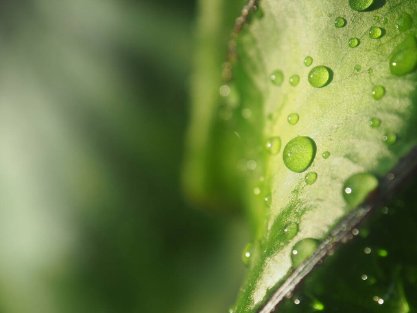 druppel water op colocasia Farao massa groene achtergrond blad - Foto, afbeelding