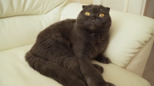Portrait of a Scottish fold cat - Séquence, vidéo