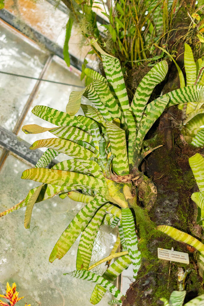 Saint Gallen, Ελβετία, 28 Νοεμβρίου 2023 Aechmea Chantinii ή φυτό ζέβρα του Αμαζονίου στον βοτανικό κήπο - Φωτογραφία, εικόνα