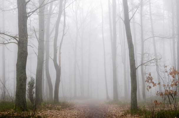 forest road in fog  - Photo, Image