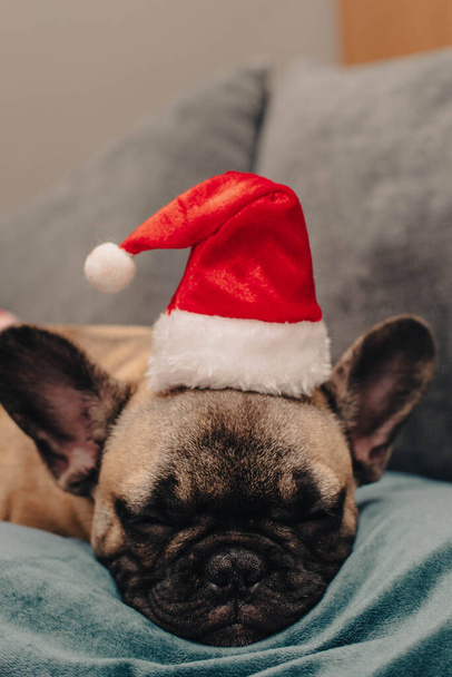 Милий французький цуценя бульдога в Санта-капелюсі спить на дивані. Різдвяний фон концепції. Домашні тварини святкують різдвяну концепцію. Вертикальне фото. Високоякісна фотографія - Фото, зображення