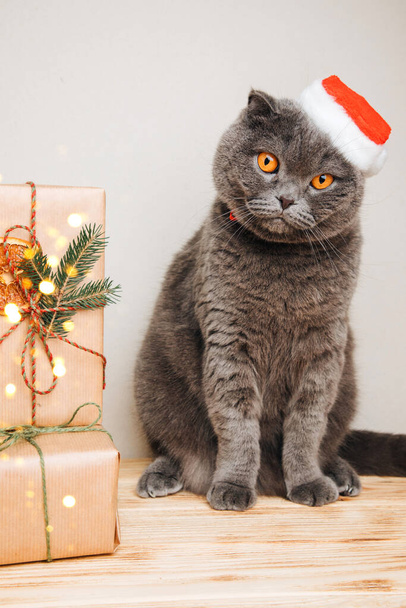 Сірий короткошерстий кіт у різдвяній шапці на світлому тлі з подарунками. Різдвяний фон з домашньою твариною. Вид спереду - Фото, зображення