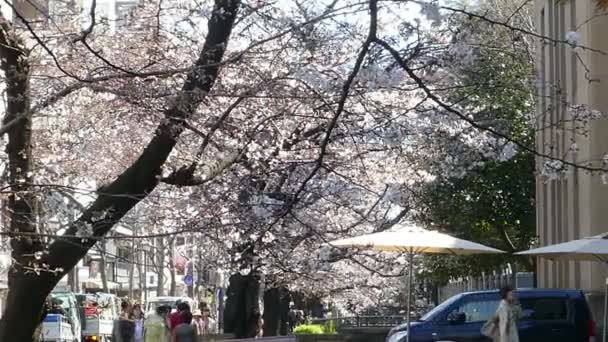 KYOTO, JAPÃO - 28 de março de 2015: Flor de cereja no lado do rio em Kyoto
. - Filmagem, Vídeo