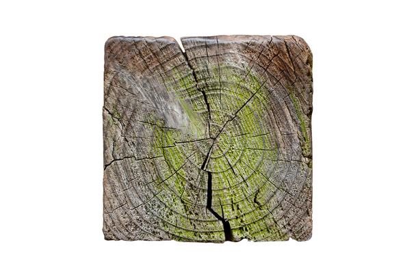 Przekrój kwadratowy drzewo  - Zdjęcie, obraz