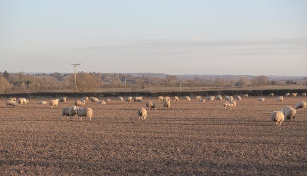 вівці в полі
 - Фото, зображення