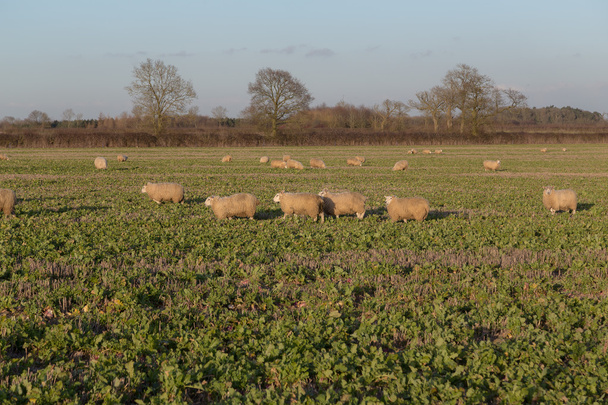 ovejas en un campo - Foto, imagen