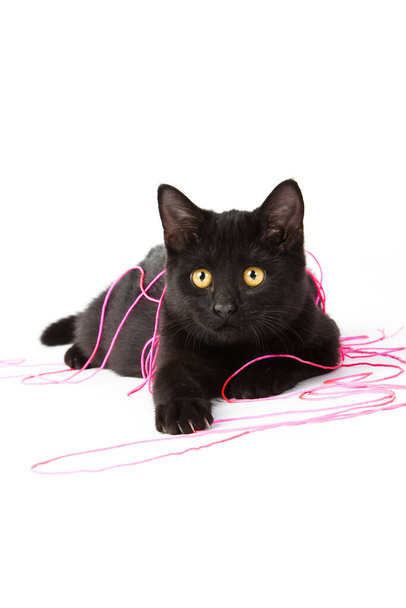 Roztomilé černé kotě, s kožešinou tmavou jako půlnoc, se vrhá po místnosti a vytváří rozkošnou podívanou.  - Fotografie, Obrázek