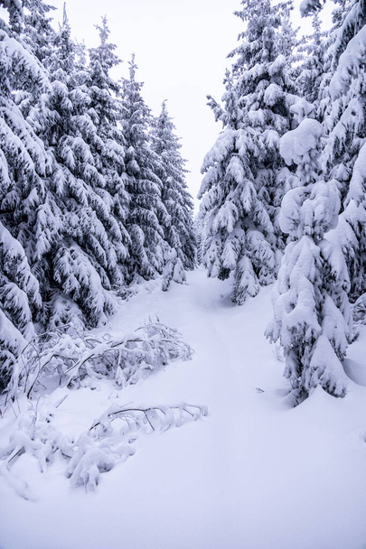 Korte winterwandeling door diepe sneeuw in het Thüringer Woud bij Oberhof - Thüringen - Duitsland - Foto, afbeelding