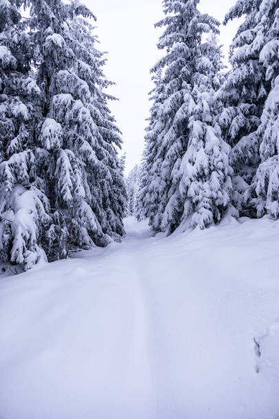 Korte winterwandeling door diepe sneeuw in het Thüringer Woud bij Oberhof - Thüringen - Duitsland - Foto, afbeelding