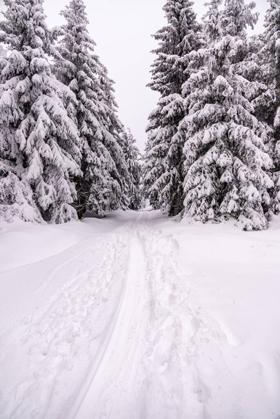 Krótka zimowa wędrówka po głębokim śniegu w lesie Turyngii koło Oberhof - Turyngia - Niemcy - Zdjęcie, obraz