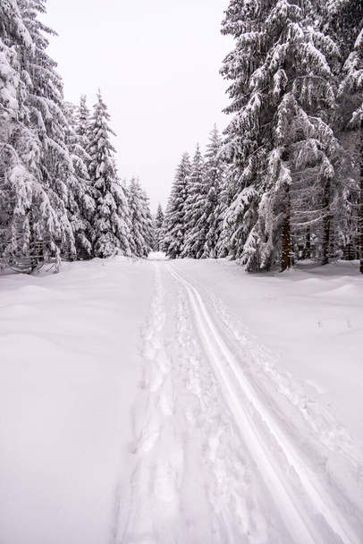オーバーホフ近くのサーリンギャン森の深い雪を通って短い冬のハイキング - チューリンギア - ドイツ - 写真・画像