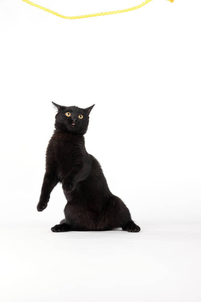 Милий чорний кошеня, з хутром, як темно, як північ, стукає навколо кімнати, створюючи чарівне видовище.  - Фото, зображення