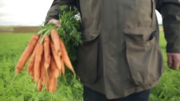 Άντρας με τα πόδια σε ένα πεδίο με ένα μάτσο καρότα - Πλάνα, βίντεο