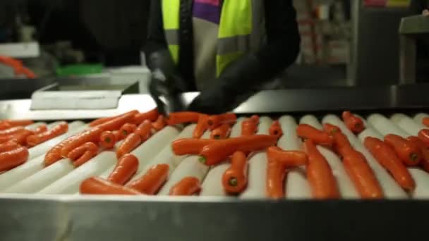 Sortowanie marchew na Przenośnik taśmowy - Materiał filmowy, wideo