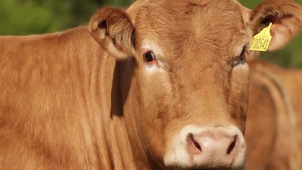 Close-up shot van Jersey koe in een veld - Video