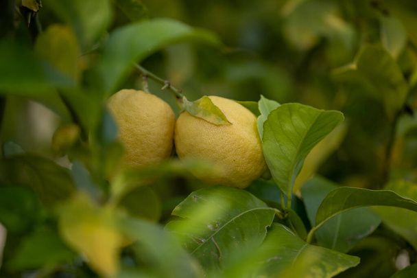 Primer plano de limones colgados de un árbol en un limonero - Foto, imagen