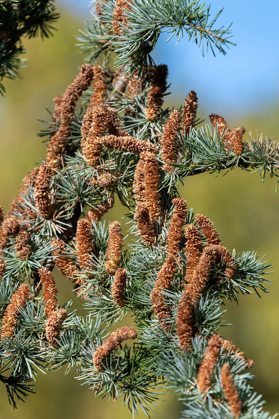 Close-up de cones masculinos em uma árvore de cedro Atlas (cedrus atlantica) - Foto, Imagem