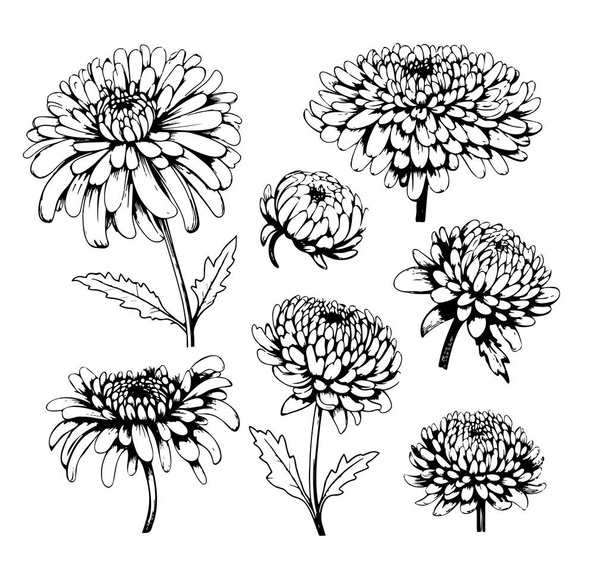 Joukko käsin piirretty krysanteemi kukkia, oksat, lehdet eristetty valkoisella pohjalla. Musta ja valkoinen kuva luonnos kaiverrus tyyli
 - Vektori, kuva