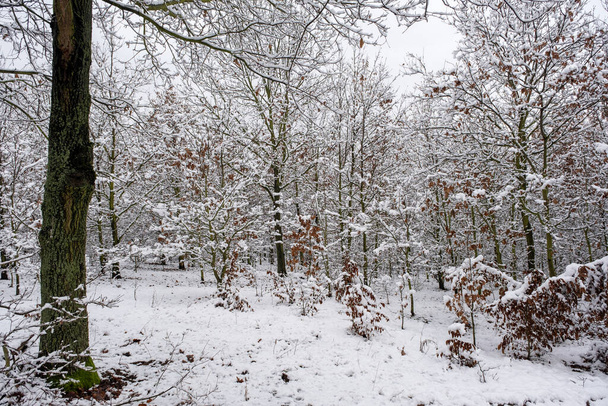 talviaika, lumen peittämä metsä, talven satu maisema - Valokuva, kuva