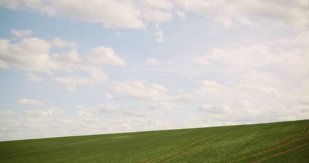 mittlerer Schwenk des jungen Raps, der auf dem Feld wächst - landwirtschaftlicher Anbau. Landwirtschaft - Junges Rapsfeld gegen blauen Himmel. - Foto, Bild